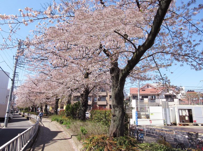 「都立大学」駅へ向かう緑道（春）